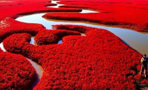 red-beach-at-panjin-china